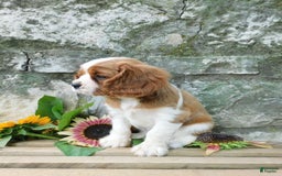 Cavalier King Charles Spaniel dogs for sale: Cavalier King Charles Spaniel 2 puppies - Image 4