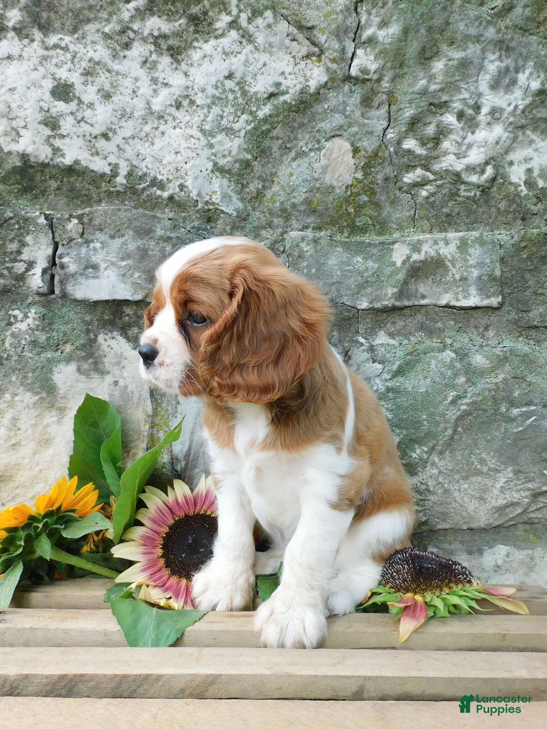 Cavalier King Charles Spaniel dogs for sale: Cavalier King Charles Spaniel 2 puppies - Image 4