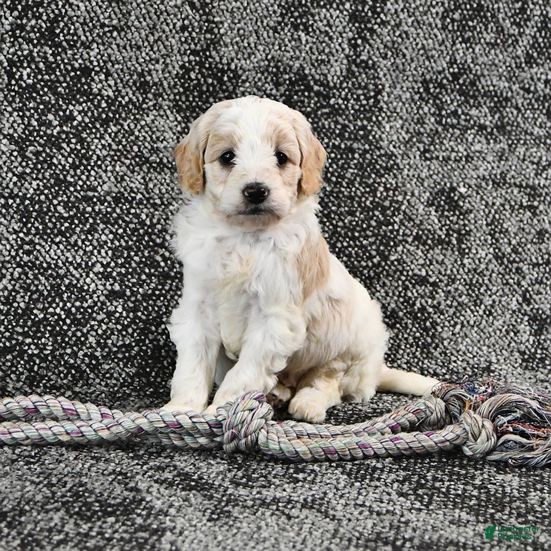 Mini Goldendoodle dogs for sale: Dallas - Image 15