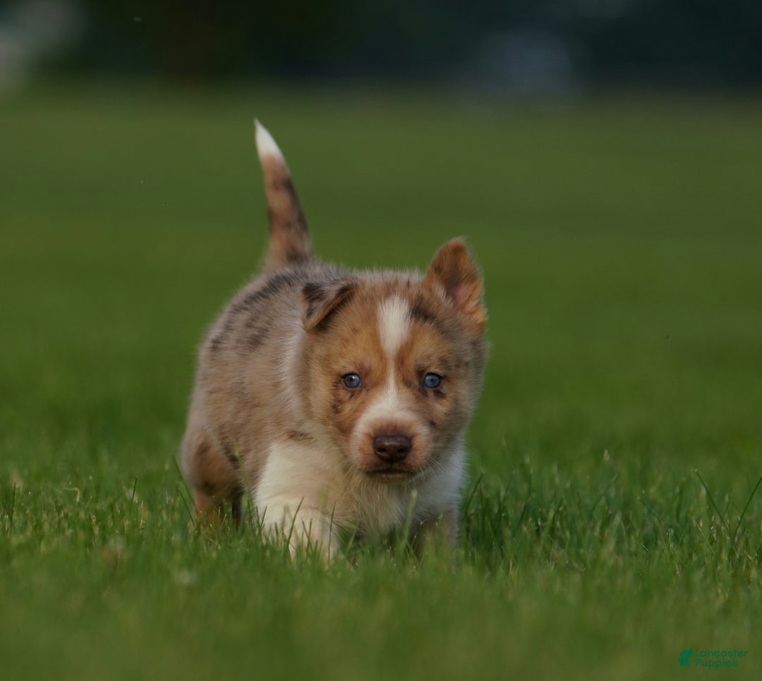 Gerberian Shepsky dogs for sale: Noah - Image 1