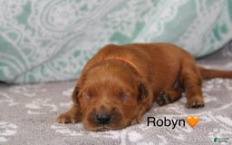 Golden Retriever dogs for sale: Robyn - Image 2