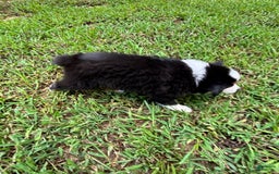 Australian Shepherd dogs for sale: Miss Sally - Image 4