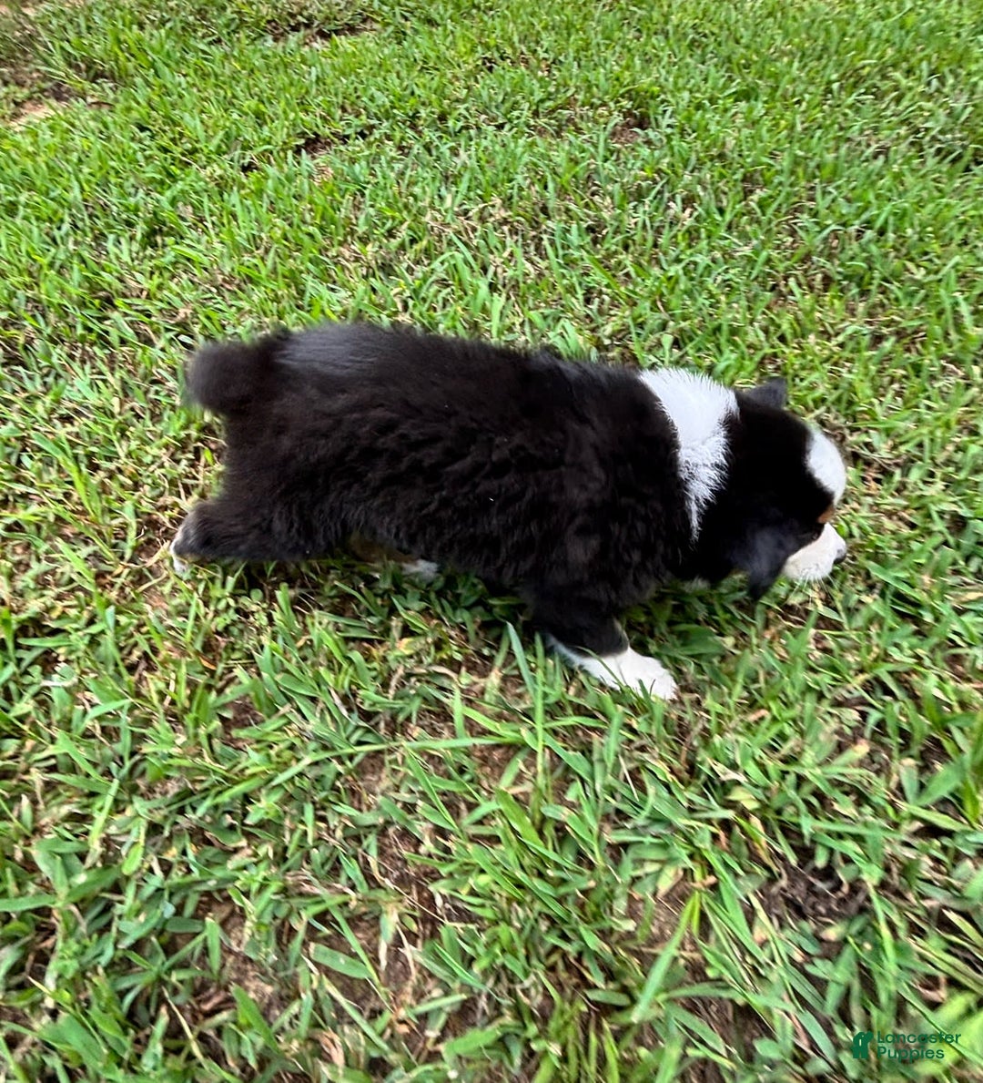 Australian Shepherd dogs for sale: Miss Sally - Image 4