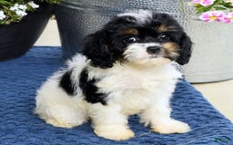 Cavapoo dogs for sale: Brittany - Image 3