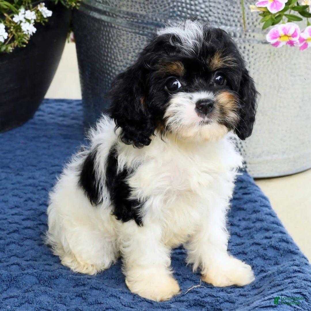 Cavapoo dogs for sale: Brittany - Image 3