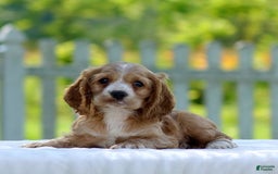 Cocker Spaniel dogs for sale: Tyson - Image 3