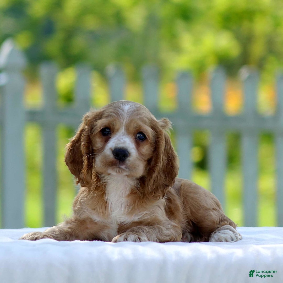 Cocker Spaniel dogs for sale: Tyson - Image 3