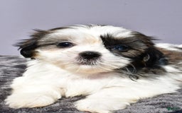 Pomeranian dogs for sale: Sweetie - Image 6