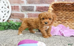 Miniature Poodle dogs for sale: Gabriela - Image 8