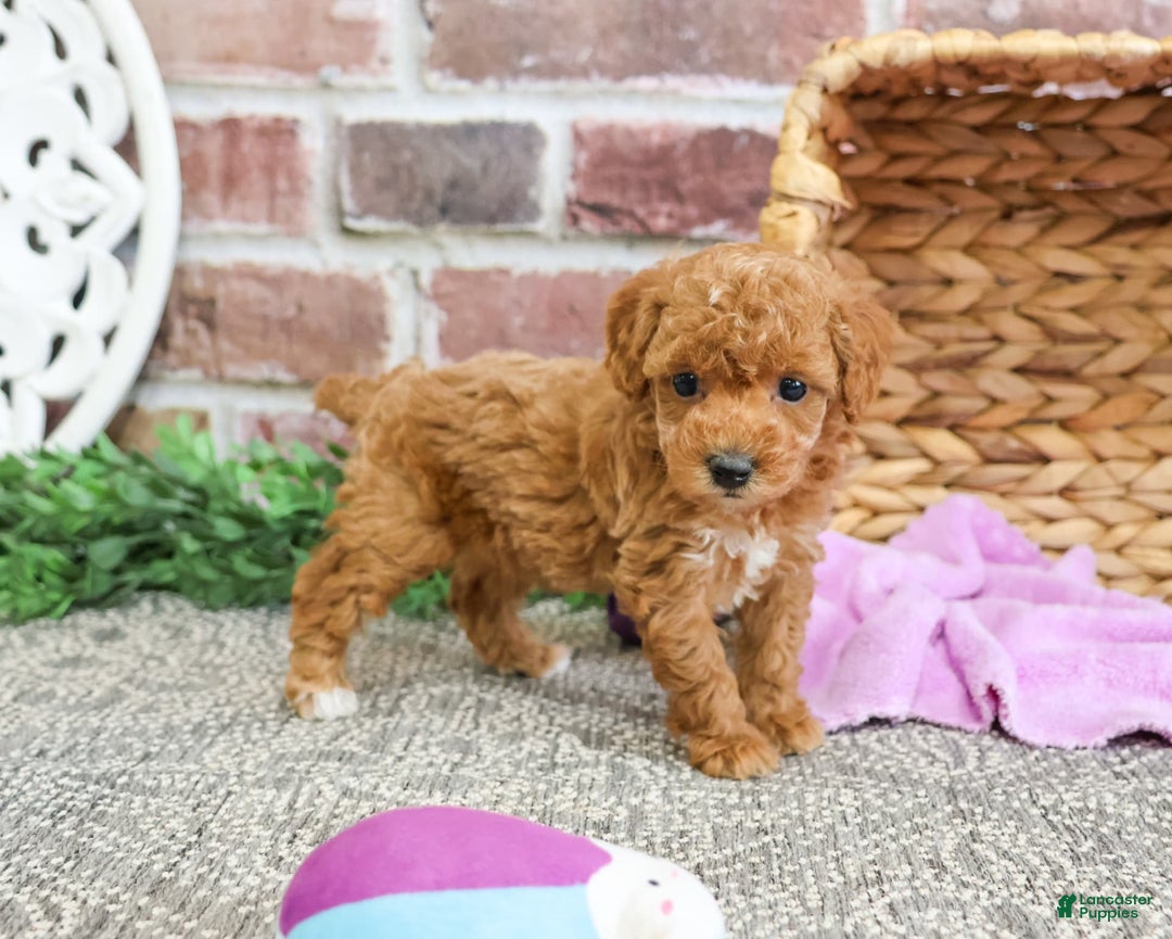Miniature Poodle dogs for sale: Gabriela - Image 8