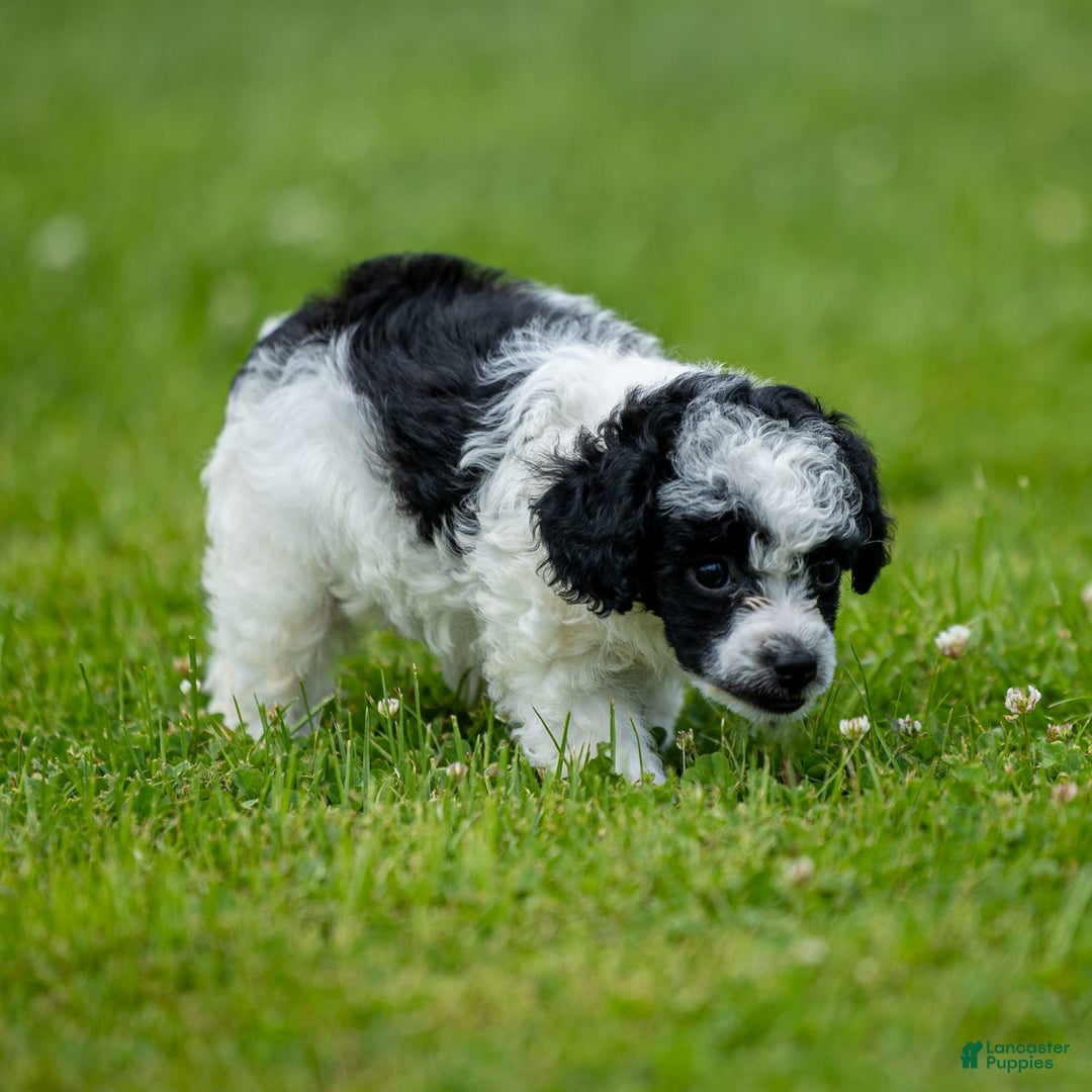 Toy Poodle dogs for sale: Oreo - Image 3