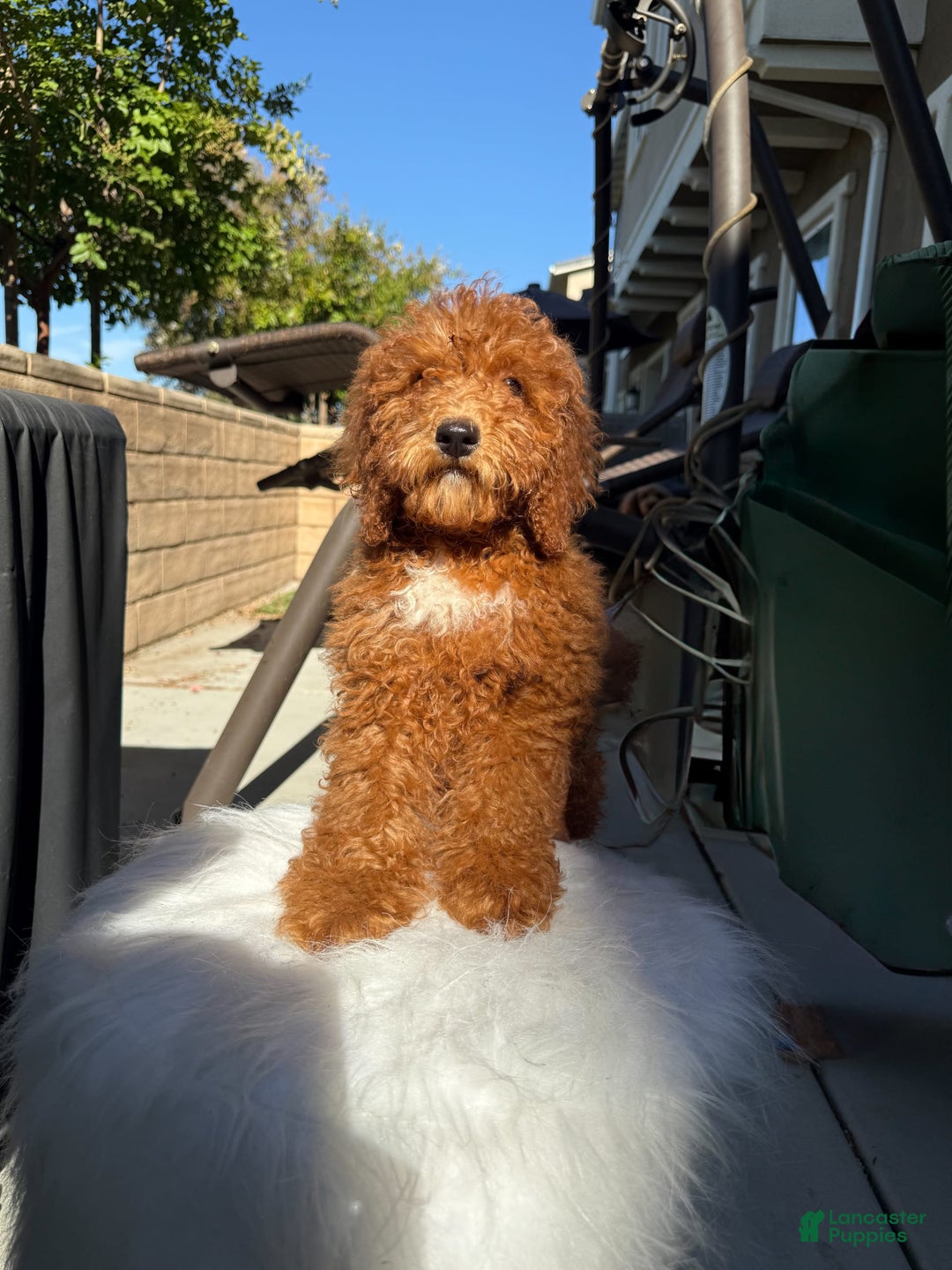 Goldendoodle dogs for sale: Chelsea - Image 1