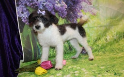  dogs for sale: Lacey - Image 10