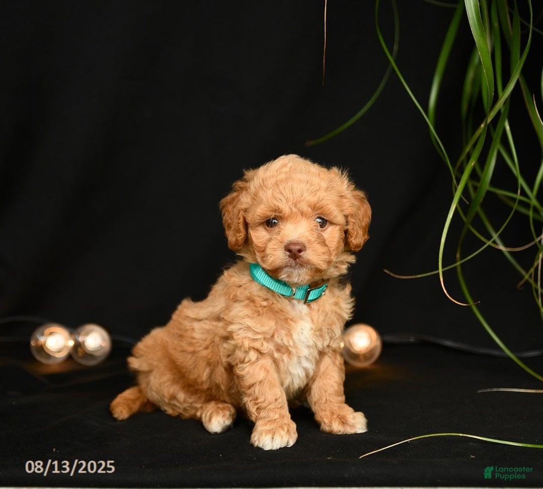Teddy Bear dogs for sale: Remington - Image 1