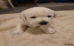 Labrador Retriever dogs for sale: Diamond Star - Image 4