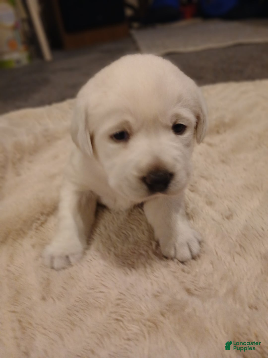 Labrador Retriever dogs for sale: Diamond Star - Image 4