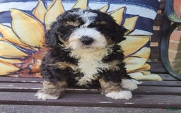Mini Bernedoodle dogs for sale: Bitzy - Image 1
