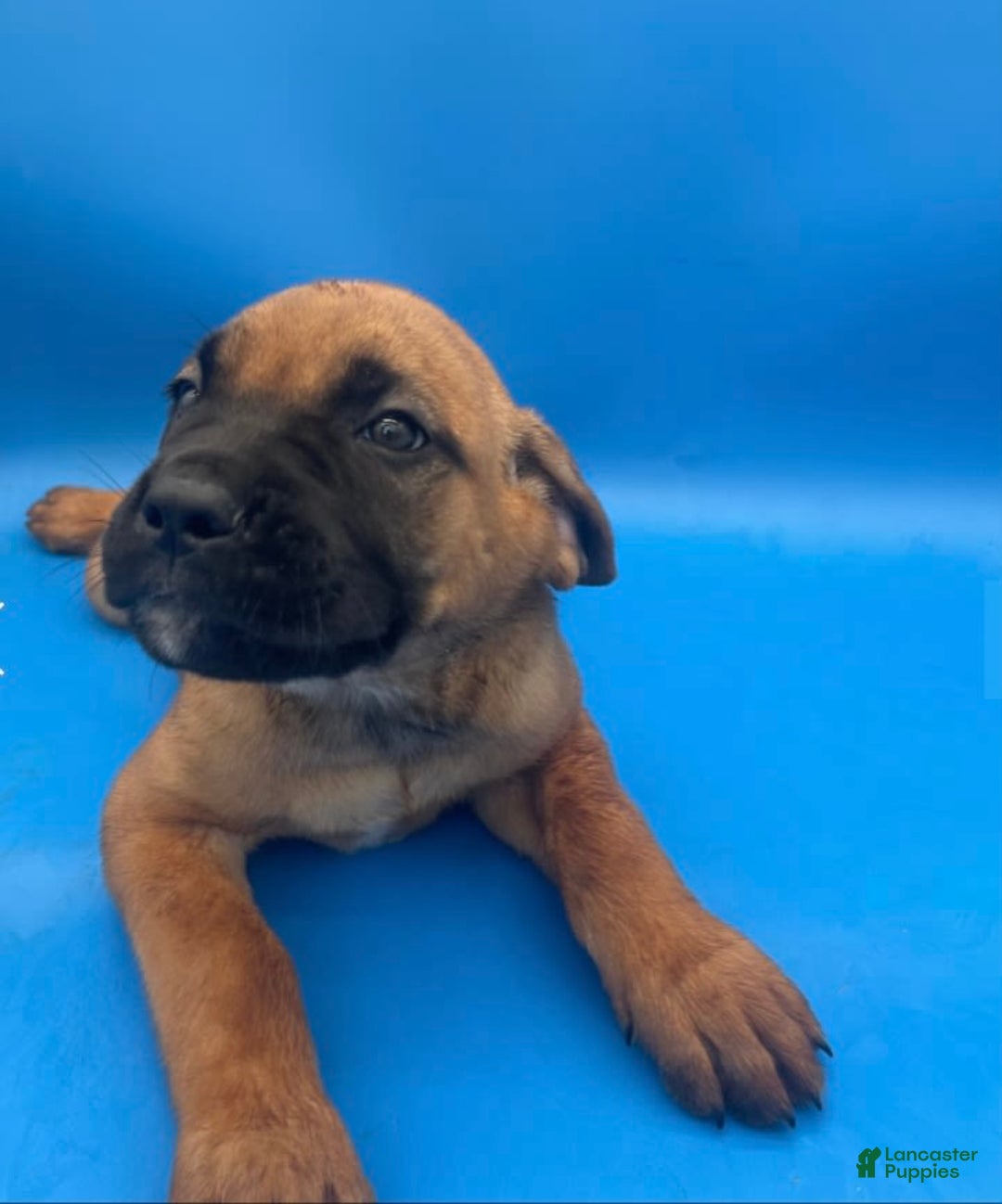 Cane Corso dogs for sale: Cane Corso 4 puppies - Image 4