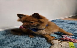 Pomeranian dogs for sale: Milo - Image 3