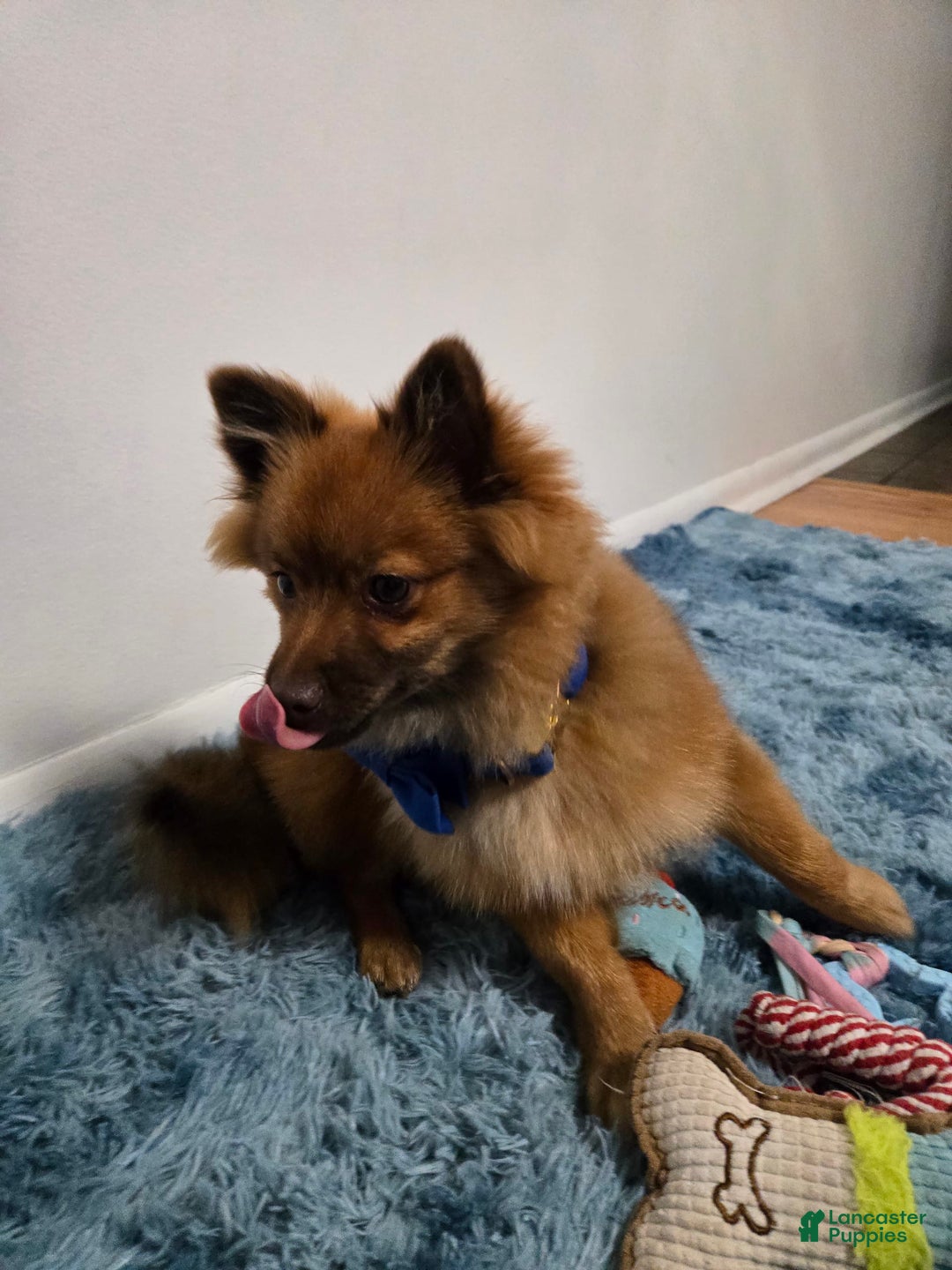 Pomeranian dogs for sale: Milo - Image 3