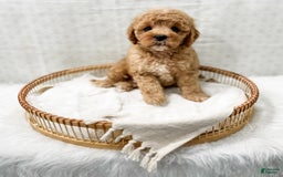 Cavapoo dogs for sale: Joie - Image 3