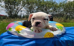 Olde English Bulldogge dogs for sale: Roger - Image 4