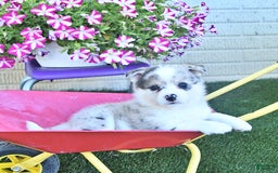 American Eskimo dogs for sale: Archie - Image 5