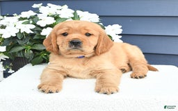 Miniature Golden Retriever dogs for sale: Kenny - Image 4