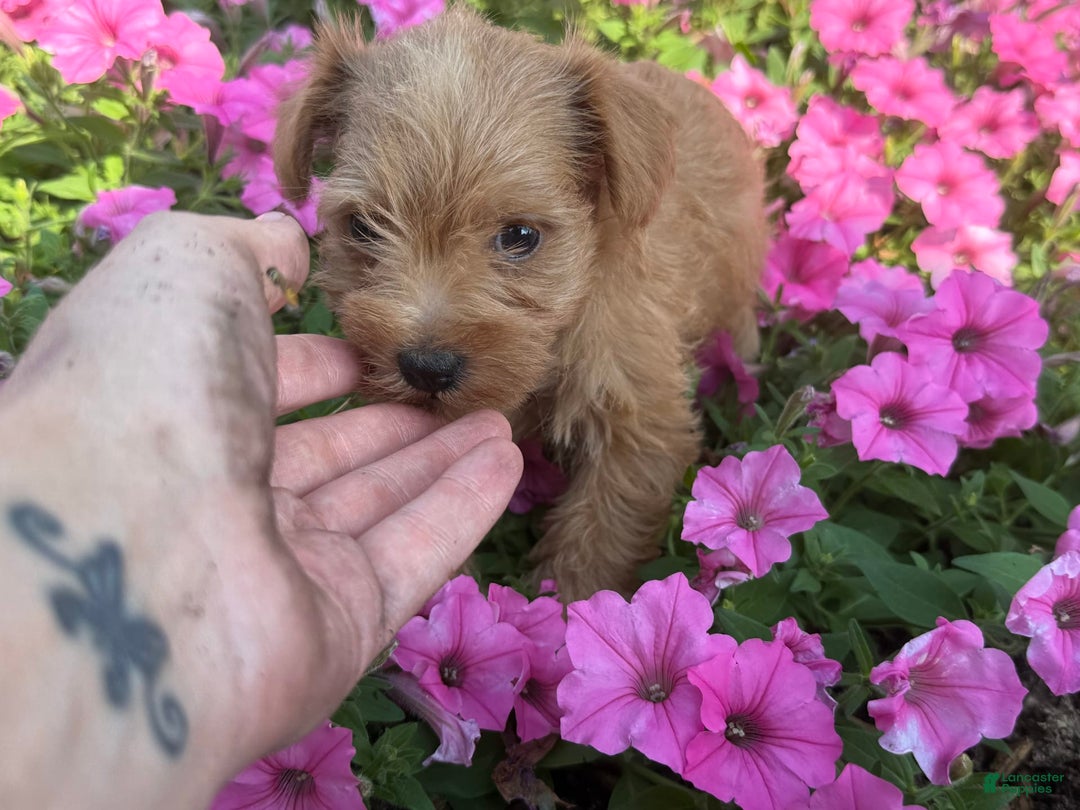 Schnoodle dogs for sale: Isaiah - Image 7
