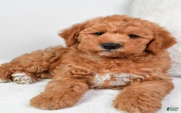  dogs for sale: Mini Labradoodle 7 puppies - Image 23