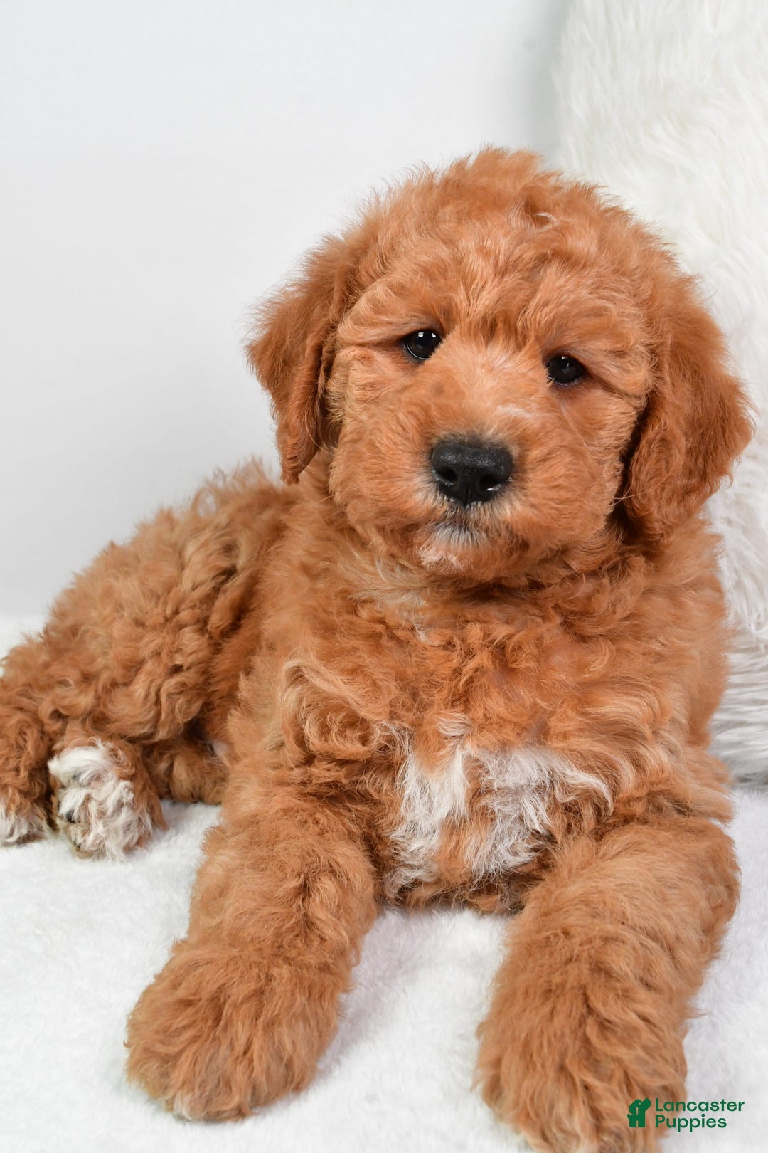  dogs for sale: Mini Labradoodle 7 puppies - Image 23