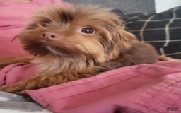 Morkie dogs for sale: Pokey - Image 14