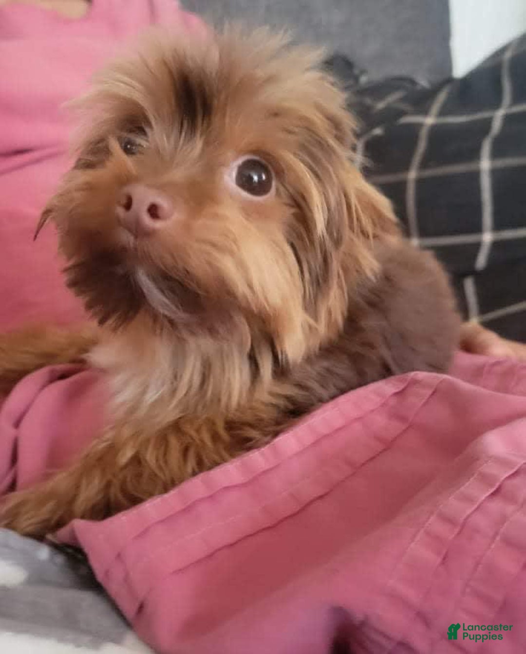 Morkie dogs for sale: Pokey - Image 14
