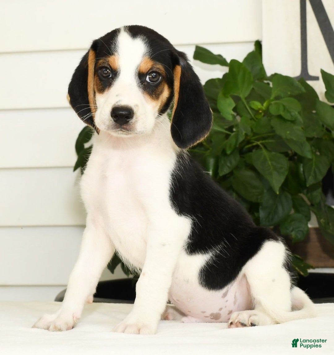 Beagle dogs for sale: Parker - Image 3