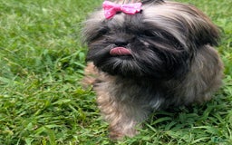 Shih Tzu dogs for sale: Arwen - Image 8