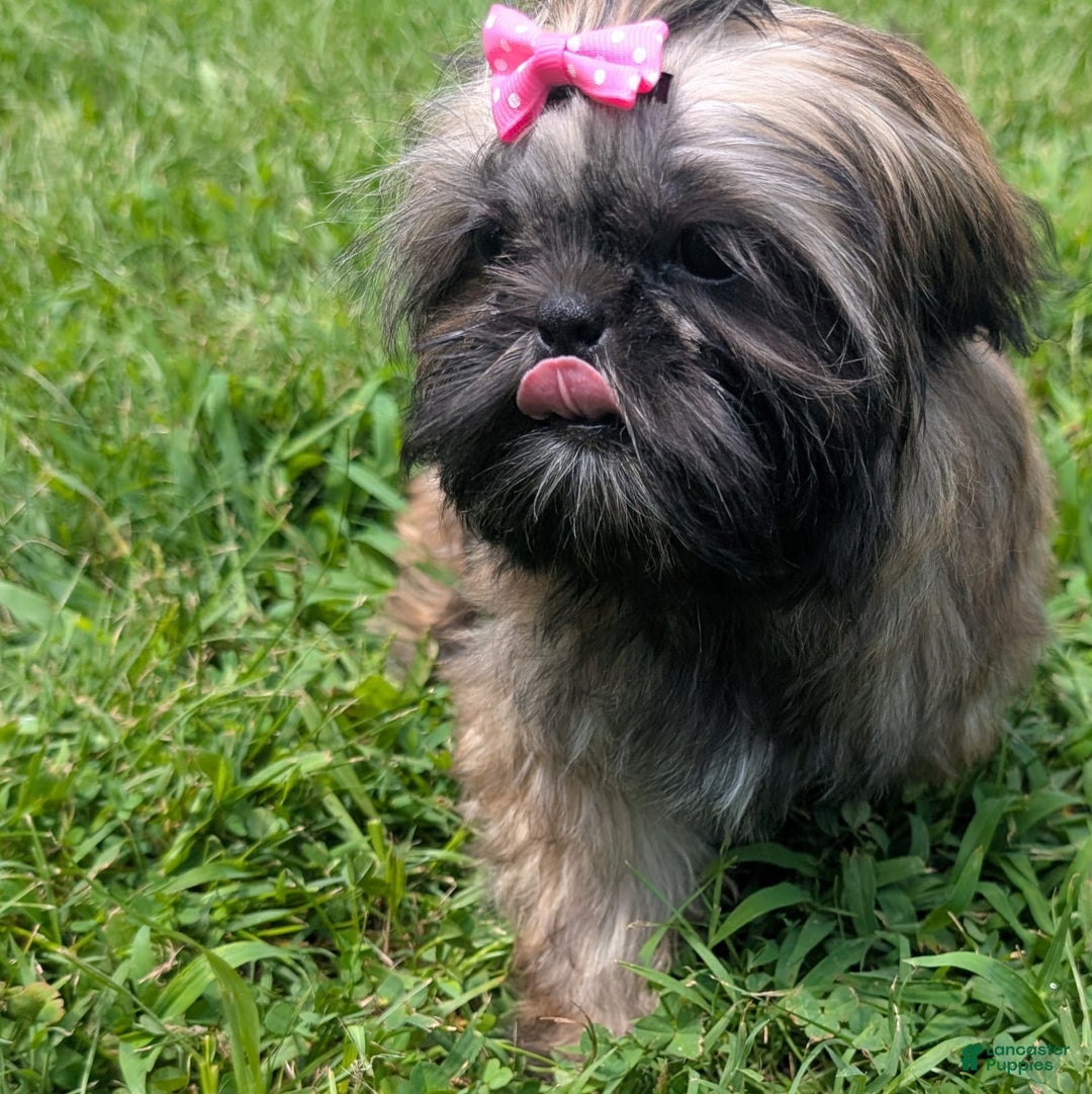 Shih Tzu dogs for sale: Arwen - Image 8