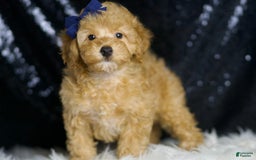 Toy Poodle dogs for sale: Cheese - Image 2