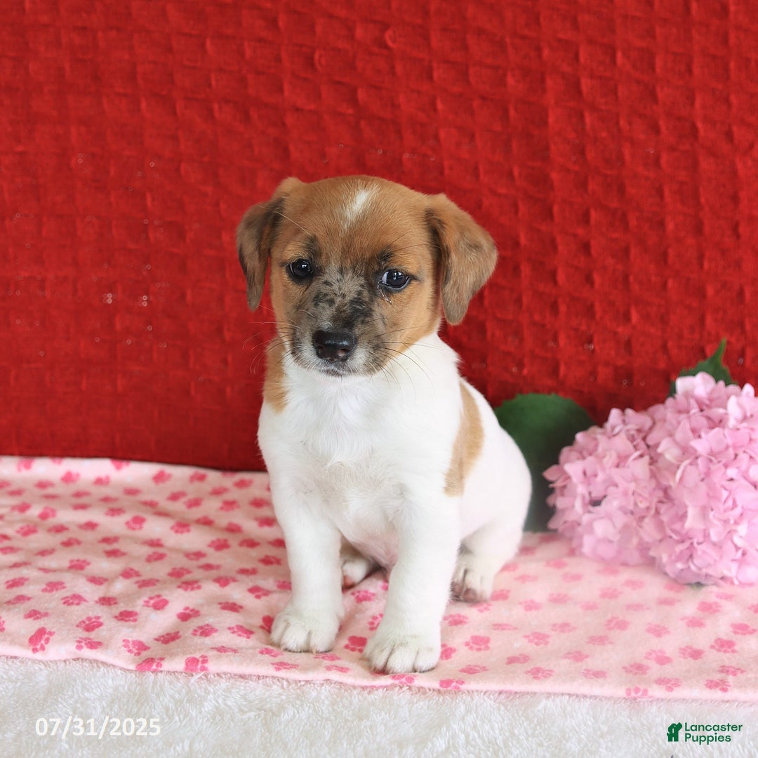 Jack Russell Terrier dogs for sale: Reggie - Image 5