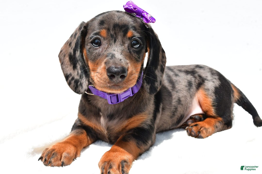 Miniature Dachshund dogs for sale: Lucy - Image 1
