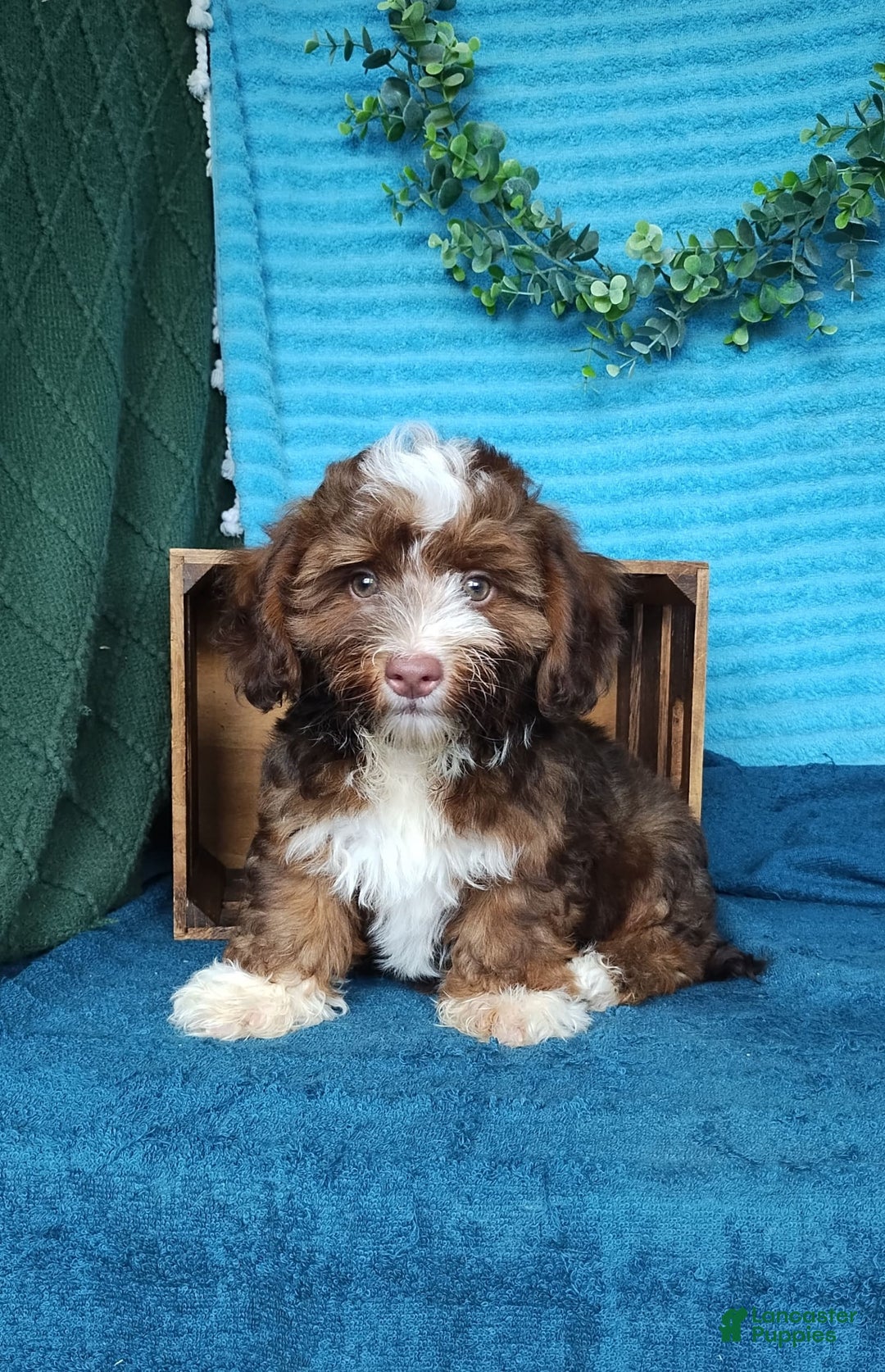 Havanese dogs for sale: Stormy - Image 3