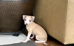 Italian Greyhound dogs for sale: Jj - Image 7