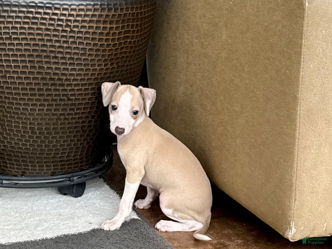 Italian Greyhound dogs for sale: Jj - Image 7