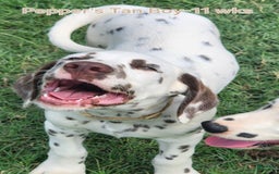 Dalmatian dogs for sale: Peppers Tan Boy - Image 9