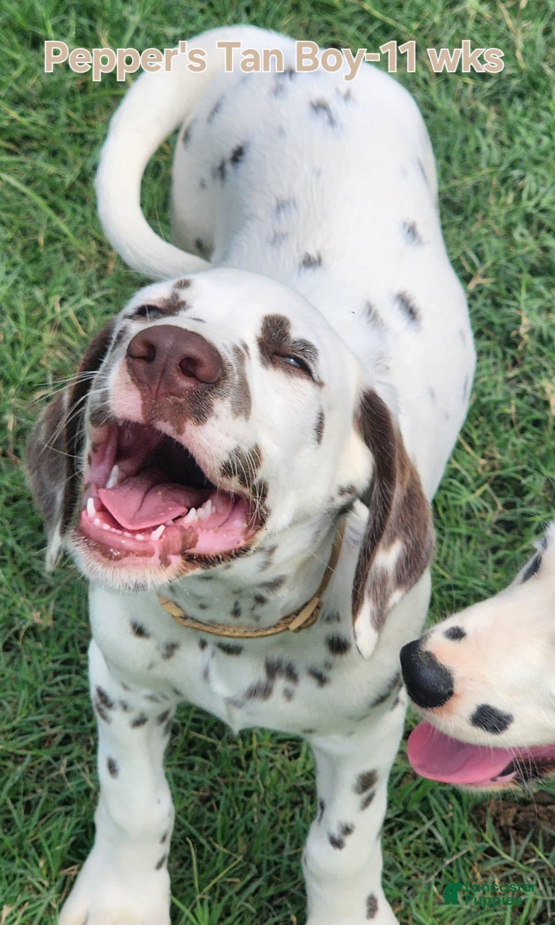 Dalmatian dogs for sale: Peppers Tan Boy - Image 9