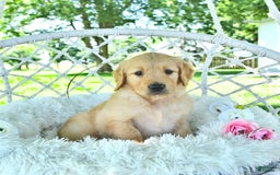 Golden Retriever dogs for sale: Ava - Image 14