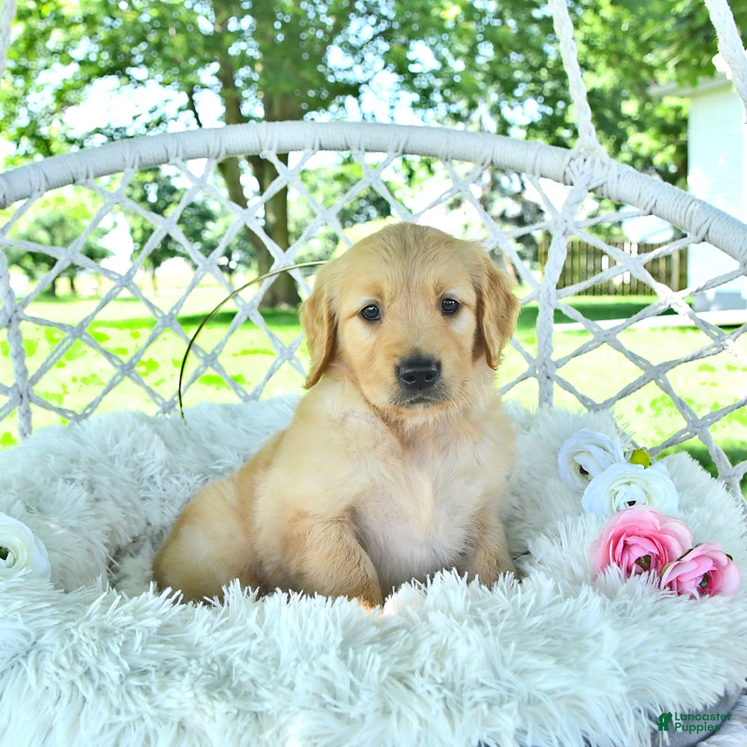 Golden Retriever dogs for sale: Ava - Image 14