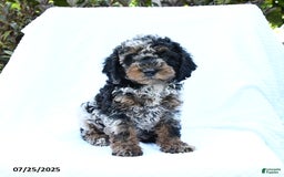 Cockapoo dogs for sale: Cockapoo 8 puppies - Image 9