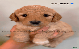 Goldendoodle dogs for sale: Smoky Quartz - Image 2