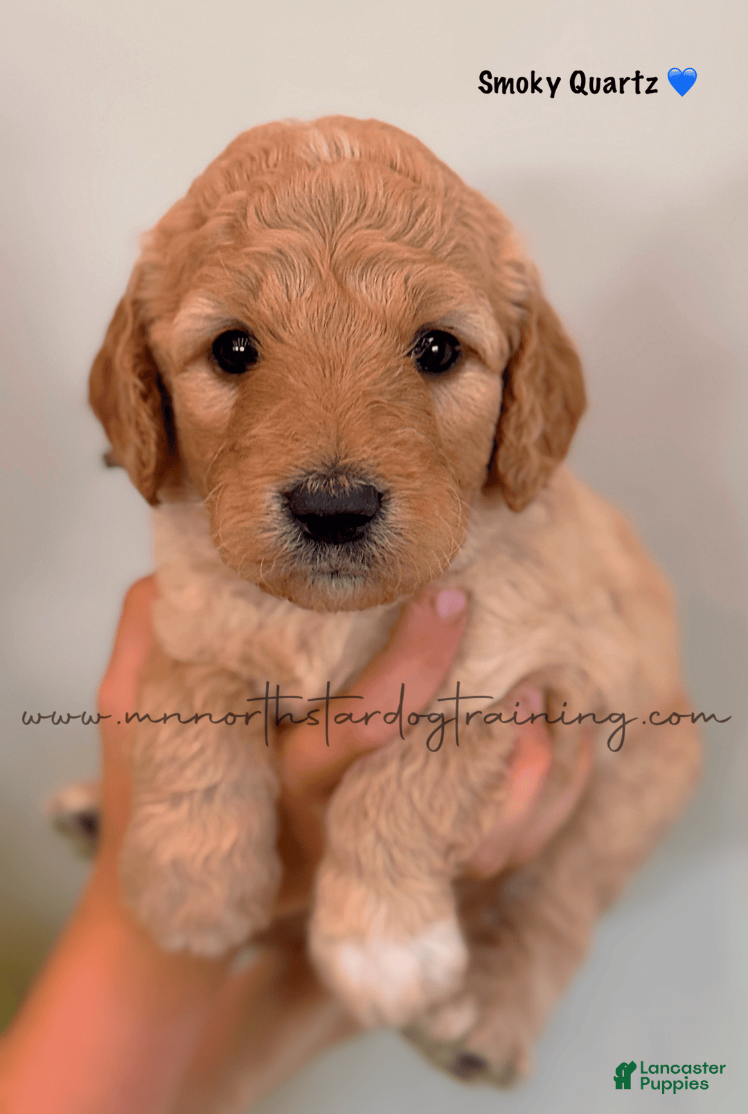 Goldendoodle dogs for sale: Smoky Quartz - Image 2