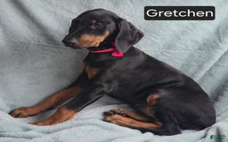 Doberman Pinscher dogs for sale: Grechen - Image 4